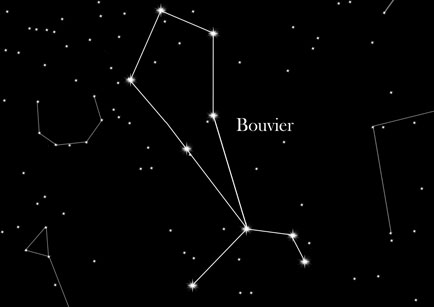 bouvier constellation